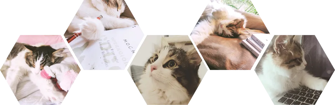 Mochi en múltiples poses